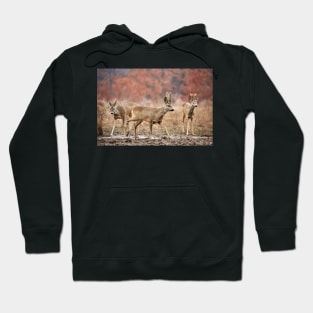 Roe deer family Hoodie